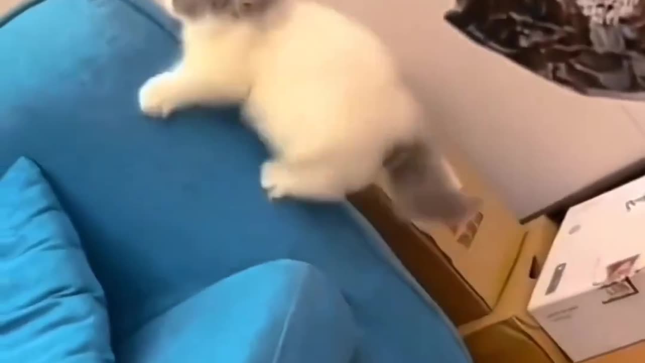 Cute cats funny video 😂😂💯