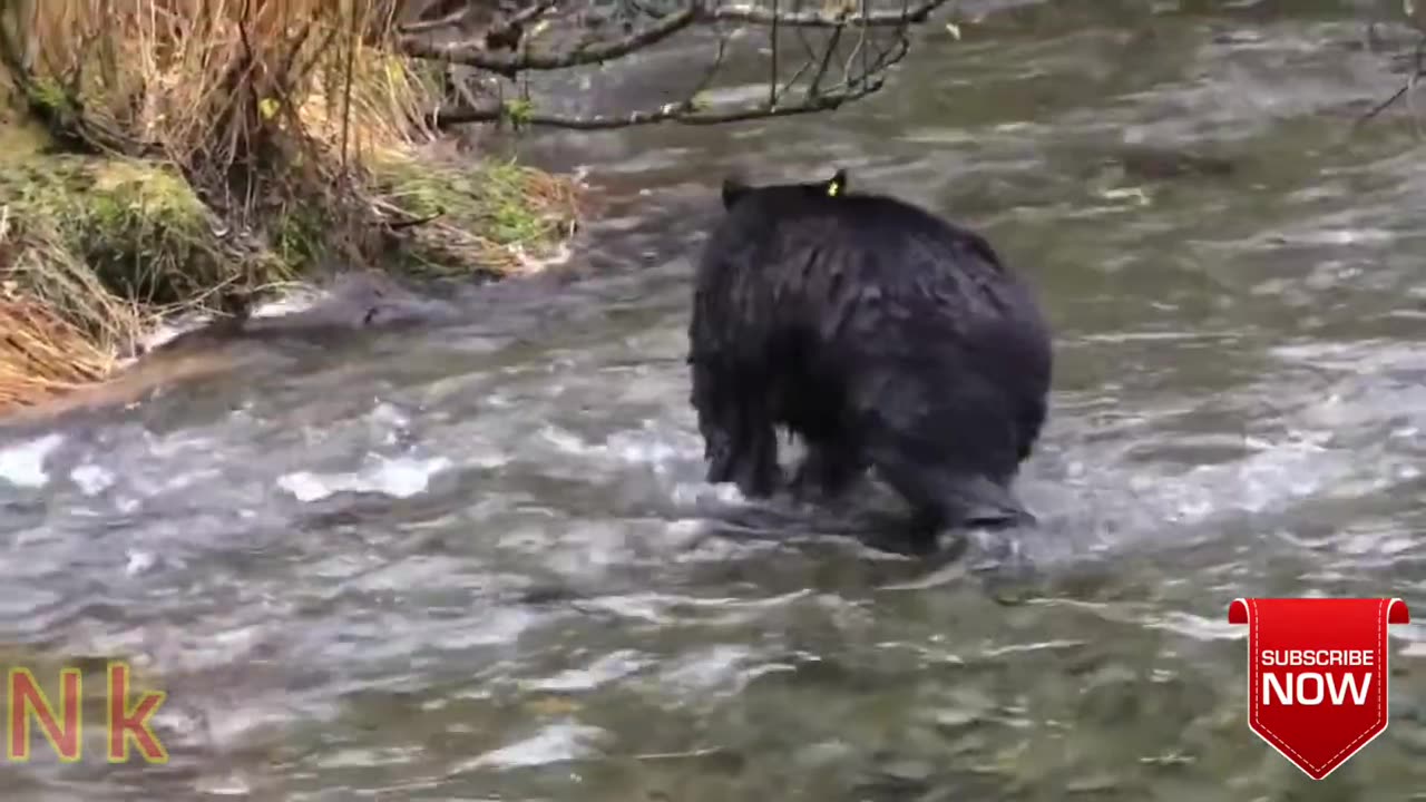 Brown Bears and Polar Bears