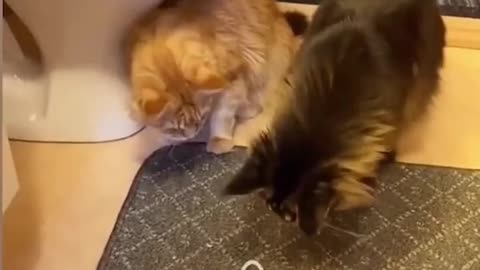 funny cats!!!