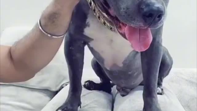 Brody Darubaz ne Sari Baat Kharab Kardi 😂 Funny Pitbull Dog | #shorts | Harpreet SDC