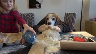 Chef Dog Bakes Cookies for His Sister