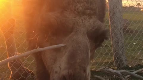 Gentle giant meets tiny lamb