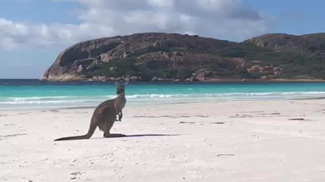 Kangaroos on the Beach