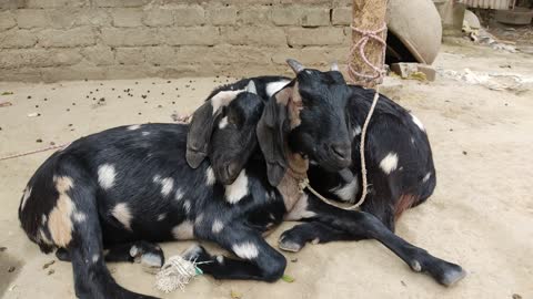 The beautiful ❤️😍 goats and their cute 🥰🥰 nature