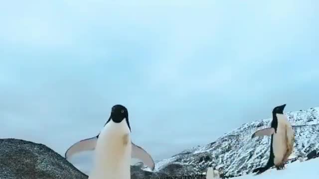 Curious penguin