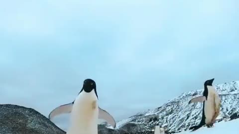 Curious penguin