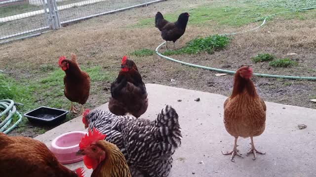 Treat time for our chickens