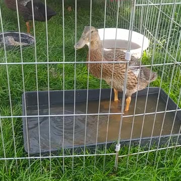 Dorota's hen ducklings are already big!