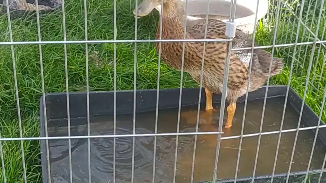 Dorota's hen ducklings are already big!