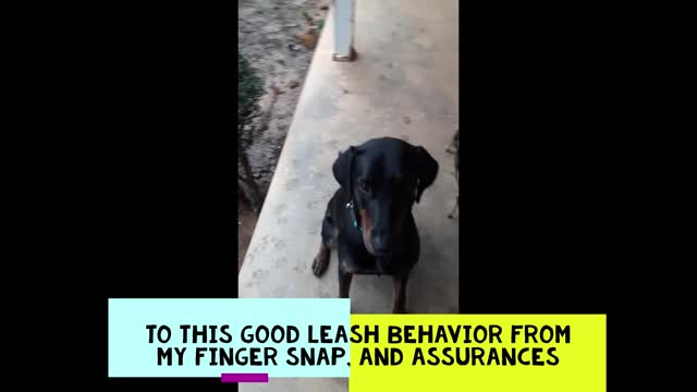 Ecstatic Doberman trains for leash. Its a snap!.... Snap finger to train dog!