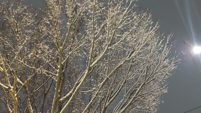 Snow Flower shooting