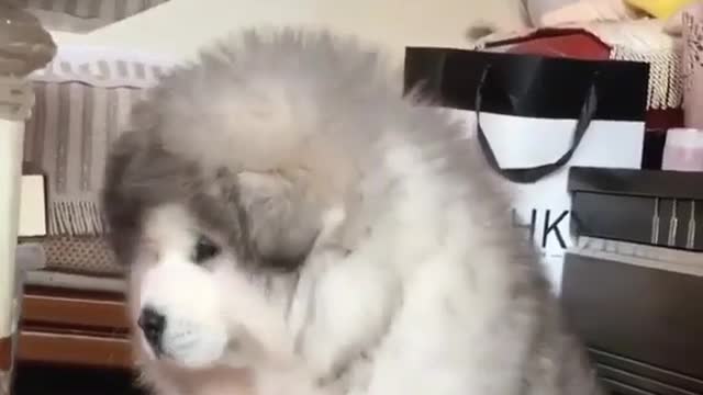 Funny Dog Videos 2021 It's time to LAUGH with Dog's life101