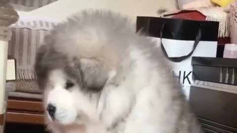 Funny Dog Videos 2021 It's time to LAUGH with Dog's life101