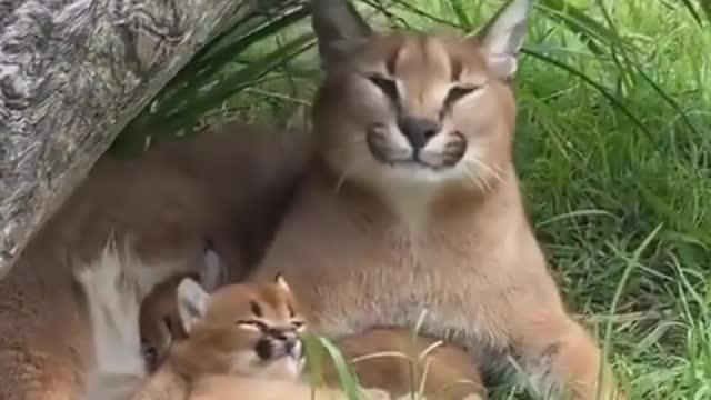 Animals funny movement 🥰🥰