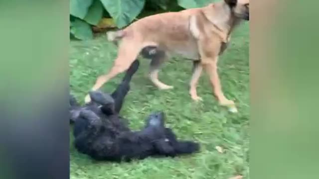 Standard poodle masters the art of distraction