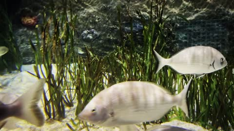 Animal Fishes In Pure Underwater