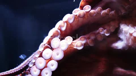 A common Reef Octopus