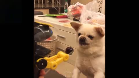 Pictures of funny dogs and cats