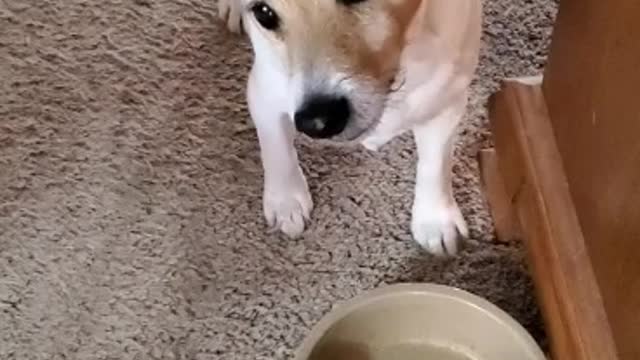 Dog feels betrayed by food challenge prank