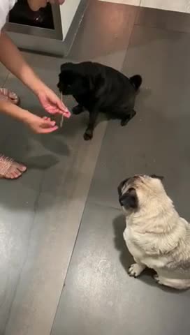 Lady and the Tramp fail