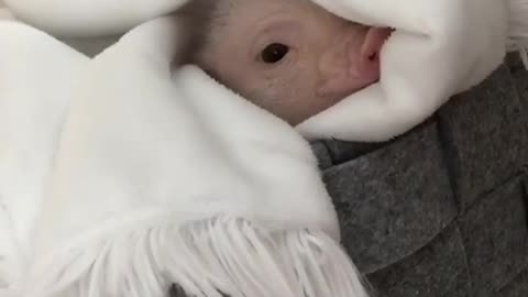 pig in a towel