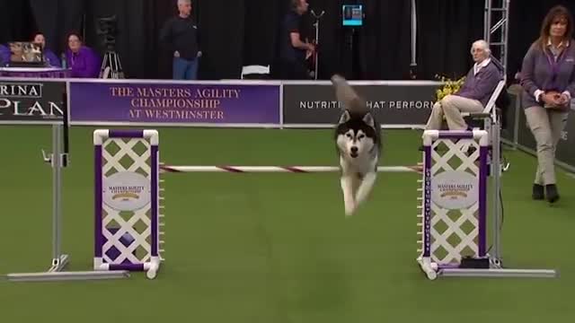 Dogs- husky vs border collie agility