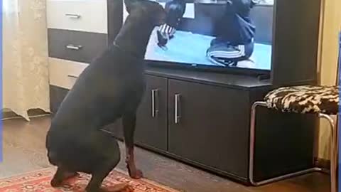 Great Dog Having Workout