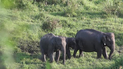 A Family OF Elephant Roaming At A Grassland