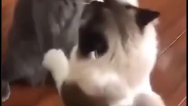 I can't stop watching this! So cute