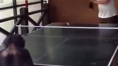 Pingpong