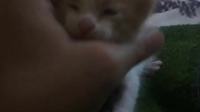 Son cat little