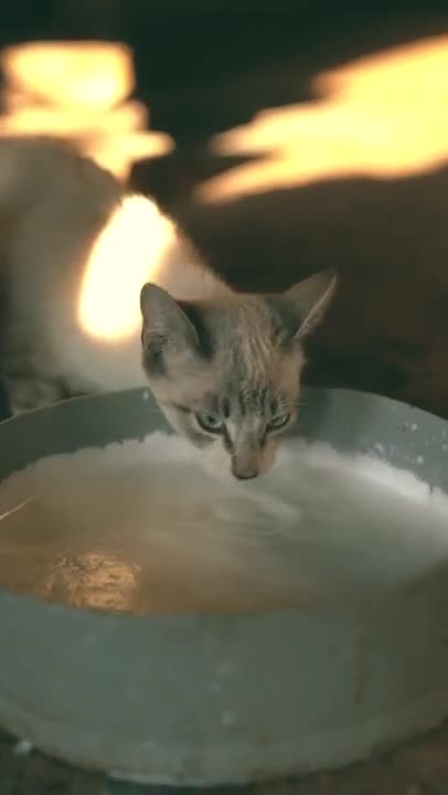 Hungry 😸 Thief 😸 Cute Kitten 😸 #Shorts