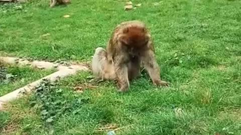 Lovly Monkey