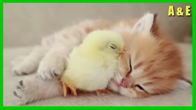 Look cute and cute cat and duck friendship is so adorble