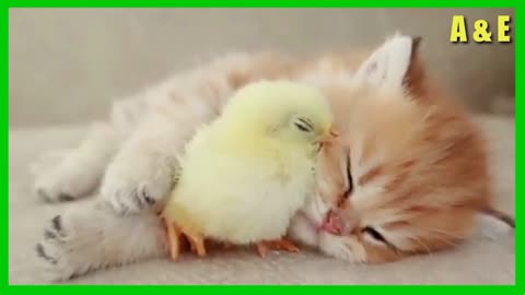 Look cute and cute cat and duck friendship is so adorble