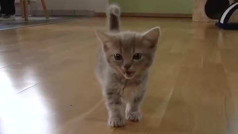 Cute munchkin baby kitten talks soo cutely