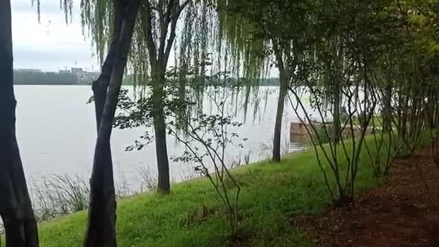 This tree grows by the river