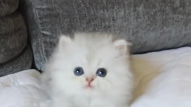 CUTE CATS