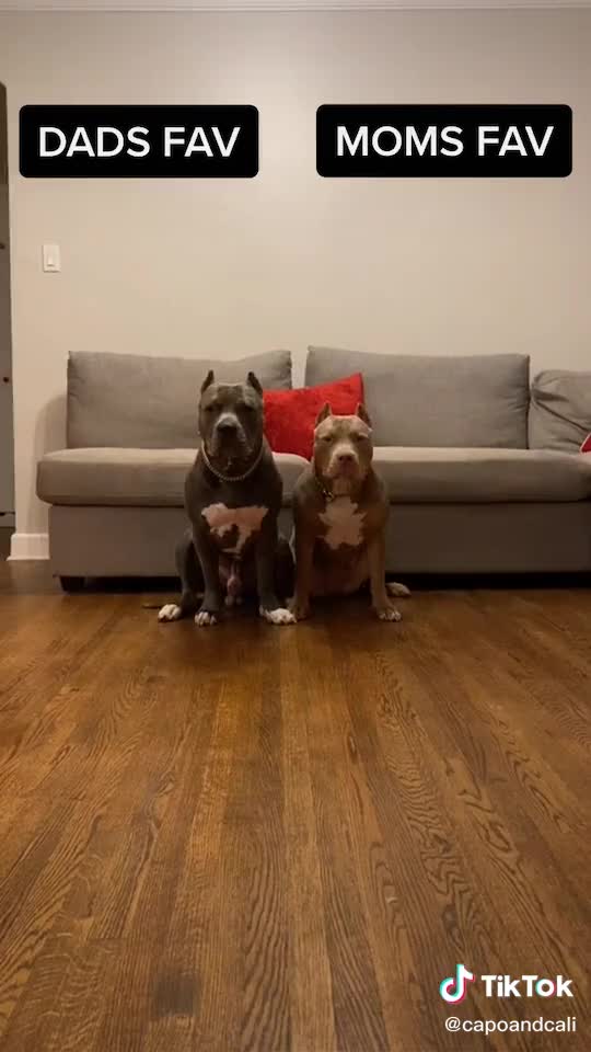 Dogs Decide (Funny Video)