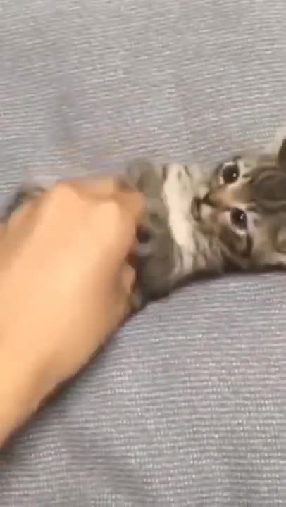 Cute Cats #Shorts Funny video #shorts