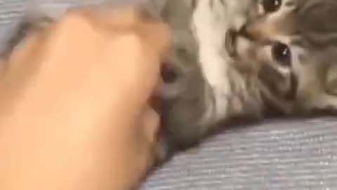 Cute Cats #Shorts Funny video #shorts
