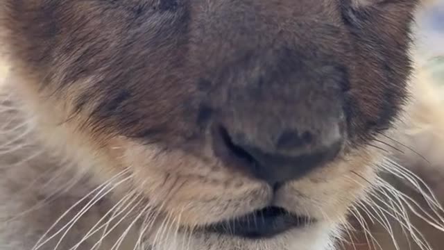 The little lion