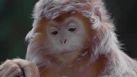 Splendid langur from Indonesia monkey