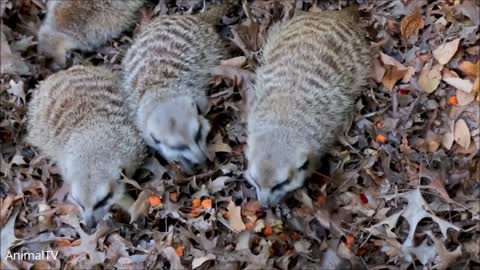 Meerkat Pups Playing - CUTEST Compilation