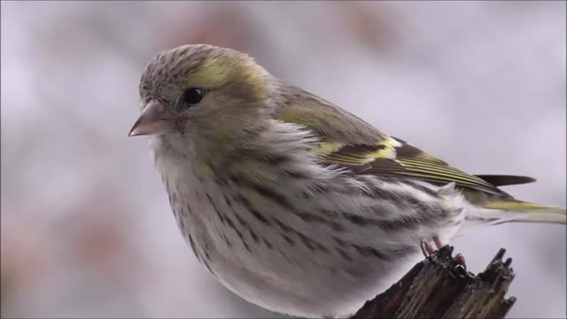 Cute Little Bird Spotted In My House