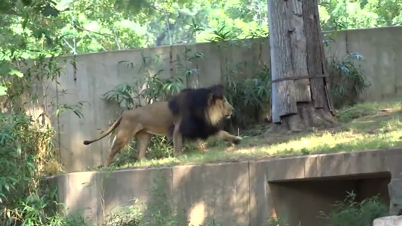 Lion spat