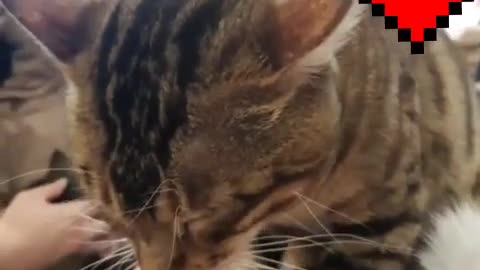 sleepy cat massage