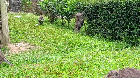 para penunggu air terjun central