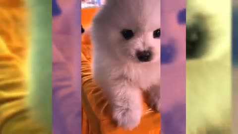 Cute Dog Viral video