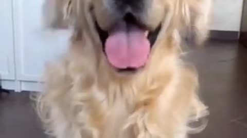 ADORABLE DOG gives camera a smile